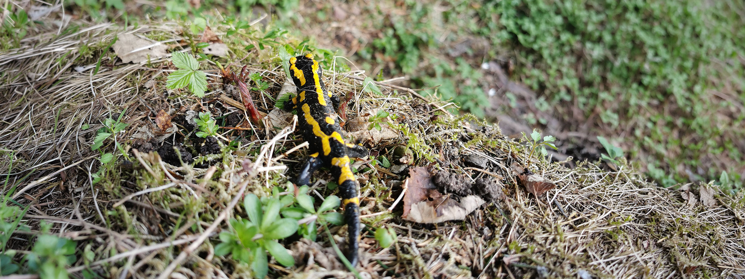 Feuersalamander