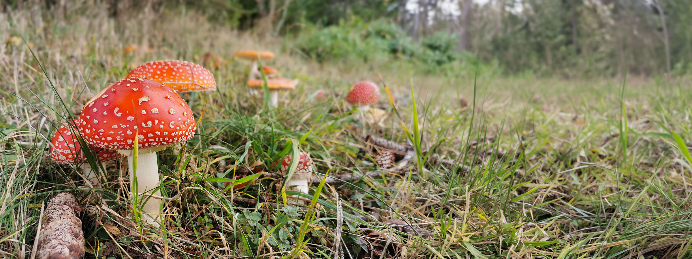 Fliegenpilze bei St. Märgen