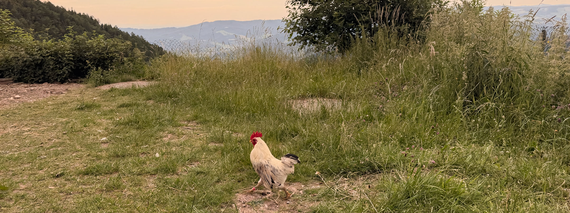Hahn auf der Höfener Hütte