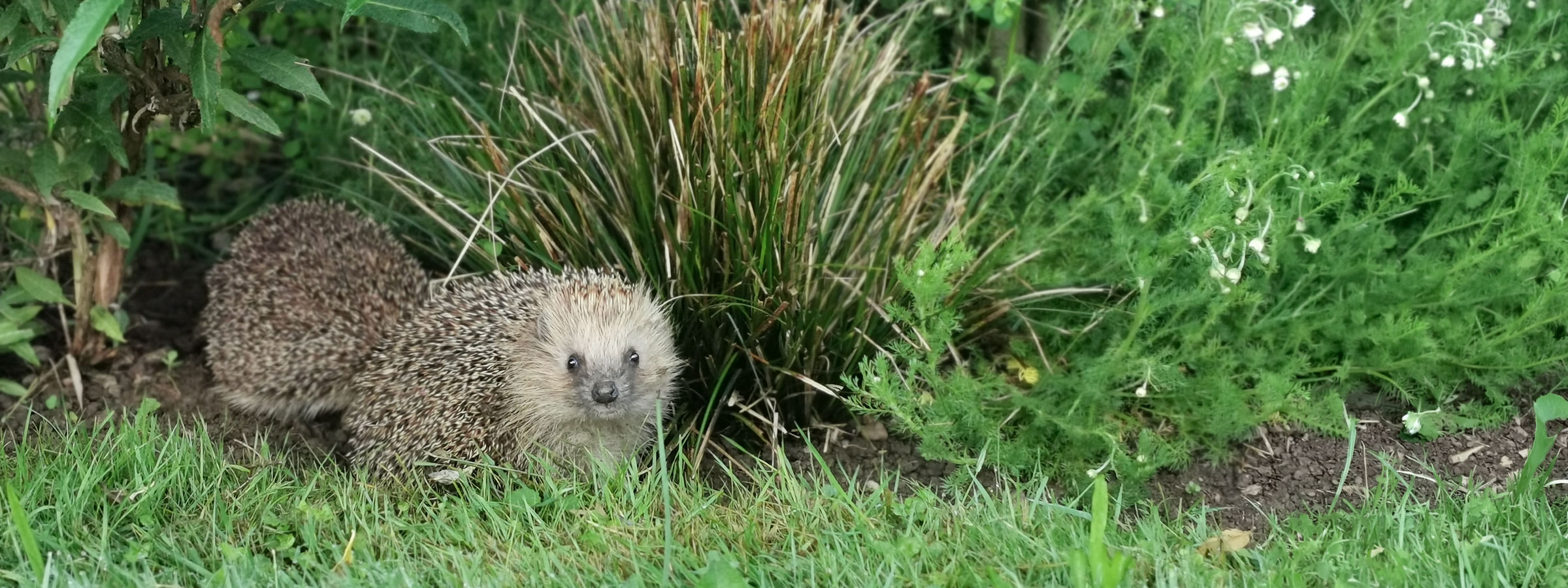 Igel in Kirchzarten