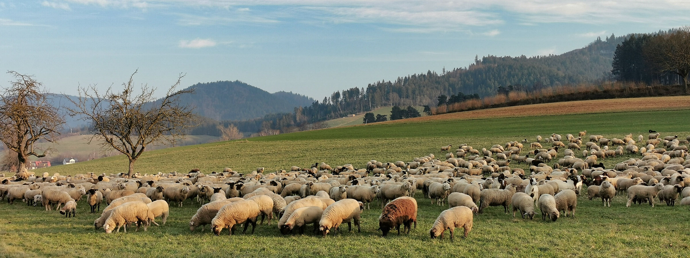 Schafherde am Giersberg
